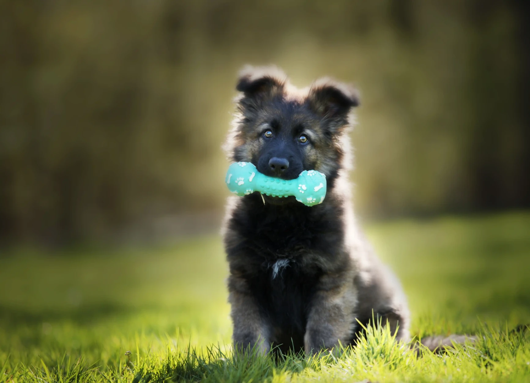 Chiot dans l'herbe avec un jouet dans la bouche